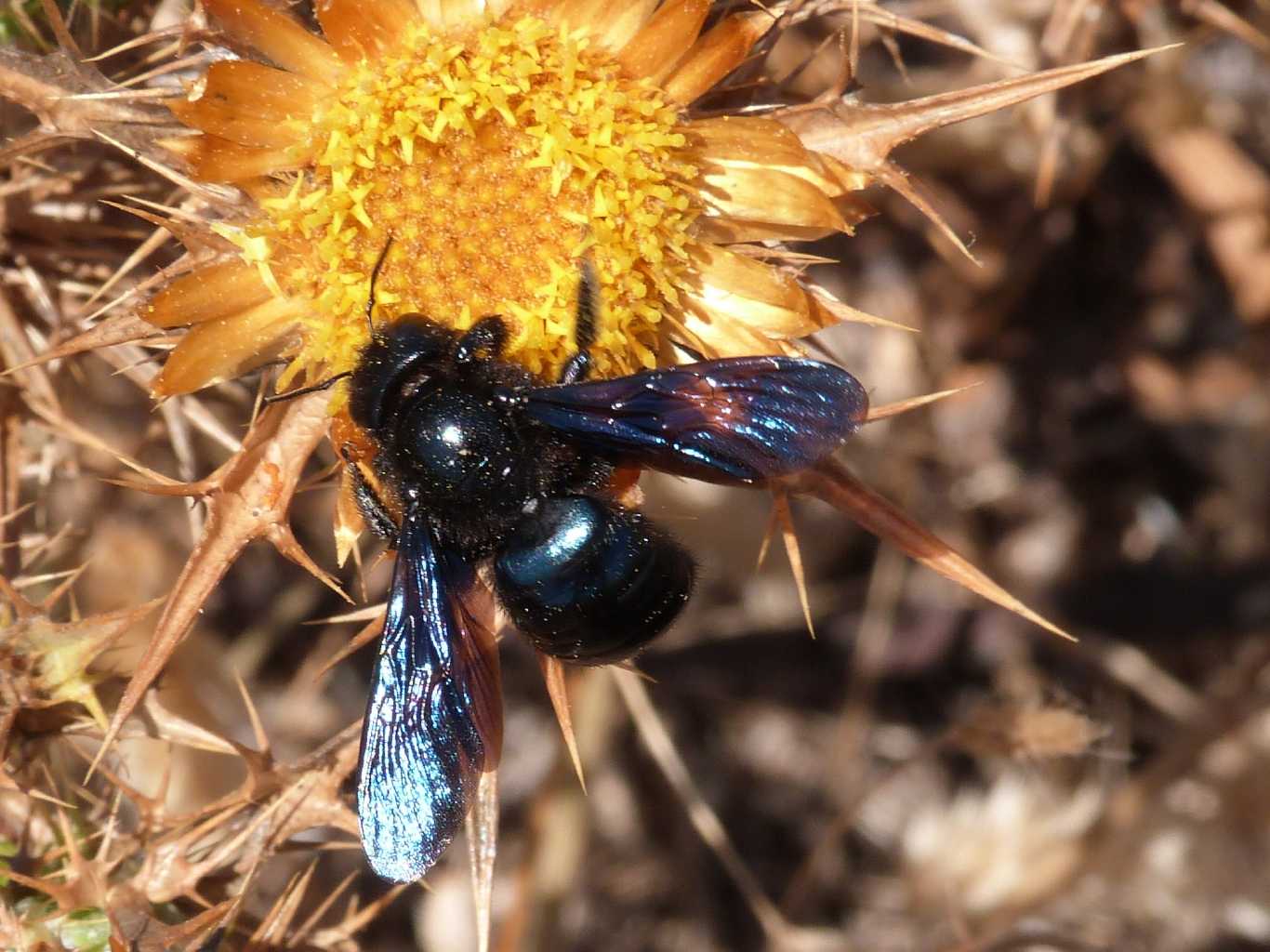 A ciascuno il suo fiore: Xylocopa violacea e Xylocopa iris